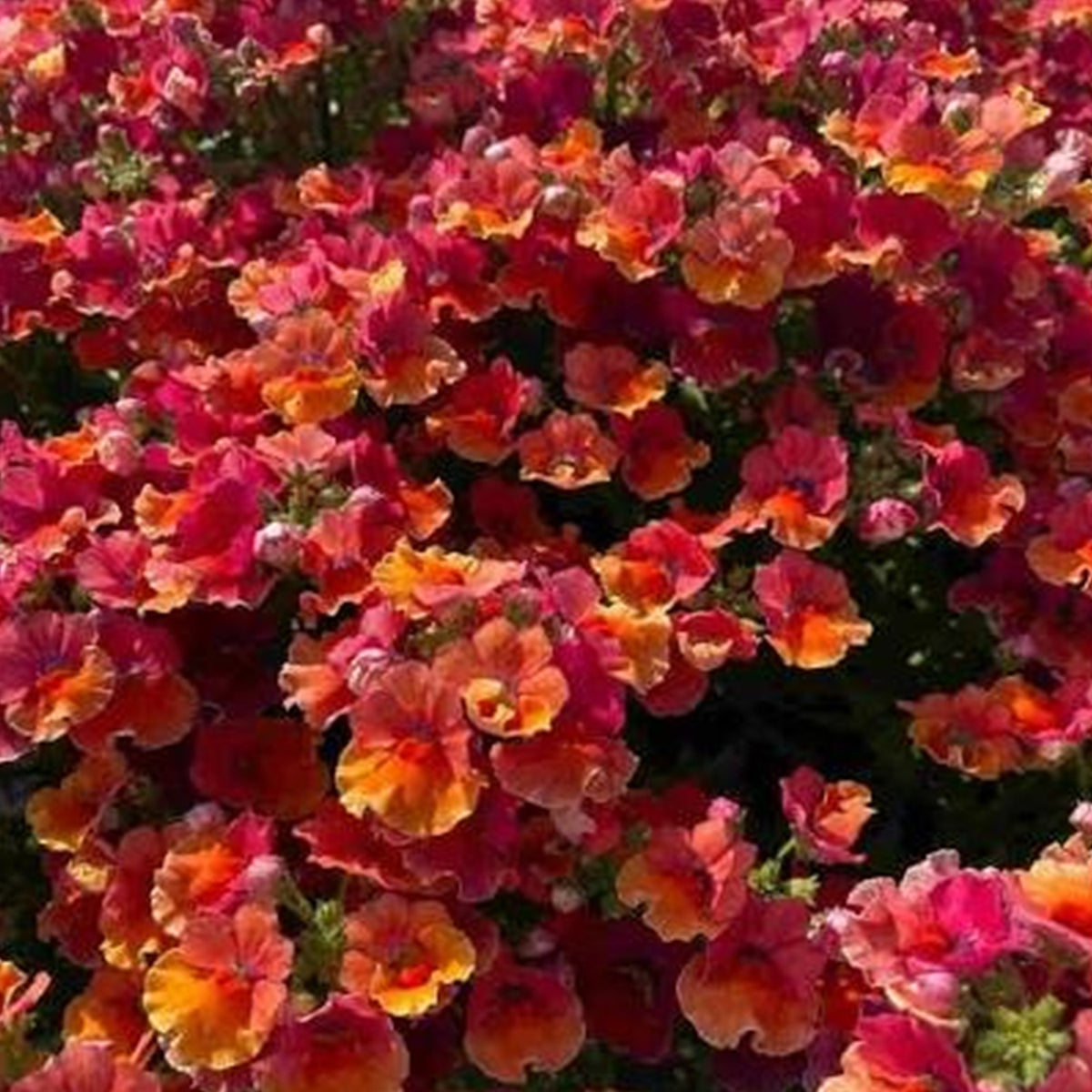 Nemesia Hybrida ‘Nesia Tropical’ (Tropical Nemesia)