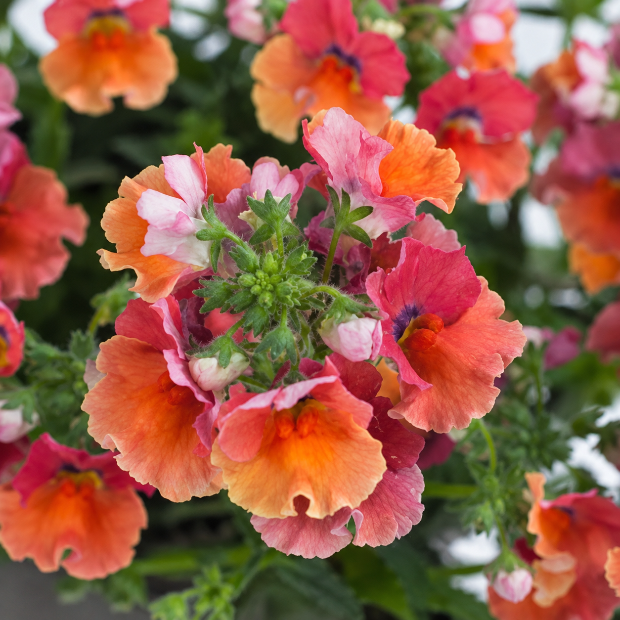 Nemesia Hybrida ‘Nesia Tropical’ (Tropical Nemesia)