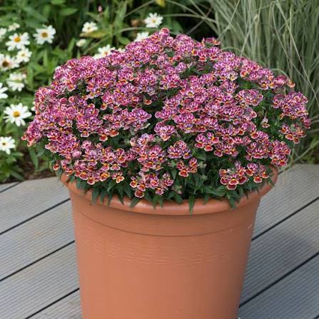 Nemesia Hybrida ‘Nesia Tutti Frutti’ (Tutti Frutti Nemesia)