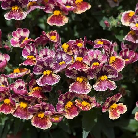 Nemesia Hybrida ‘Nesia Tutti Frutti’ (Tutti Frutti Nemesia)