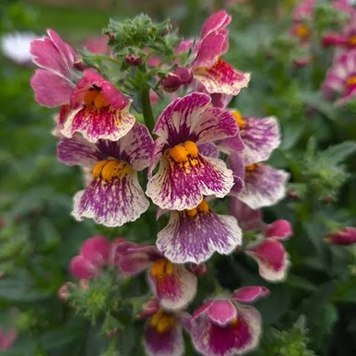 Nemesia Hybrida ‘Nesia Tutti Frutti’ (Tutti Frutti Nemesia)