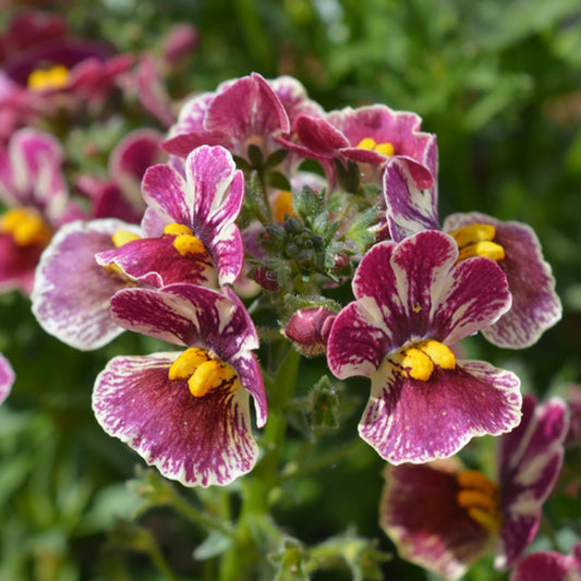 Nemesia Hybrida ‘Nesia Tutti Frutti’ (Tutti Frutti Nemesia)