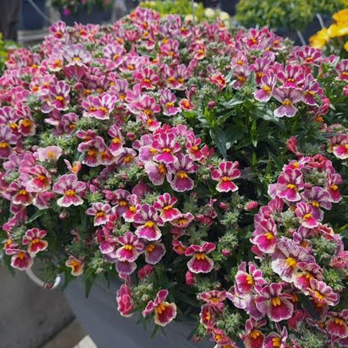 Nemesia Hybrida ‘Nesia Tutti Frutti’ (Tutti Frutti Nemesia)