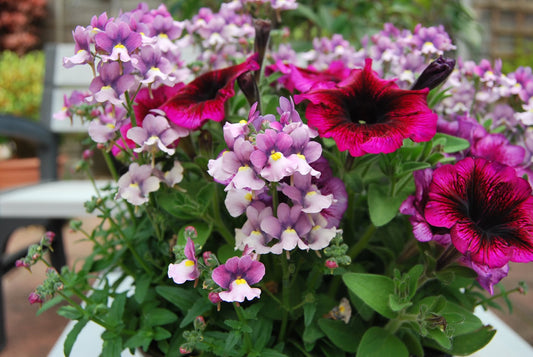 Nemesia 'Amaze' (Nemesia)