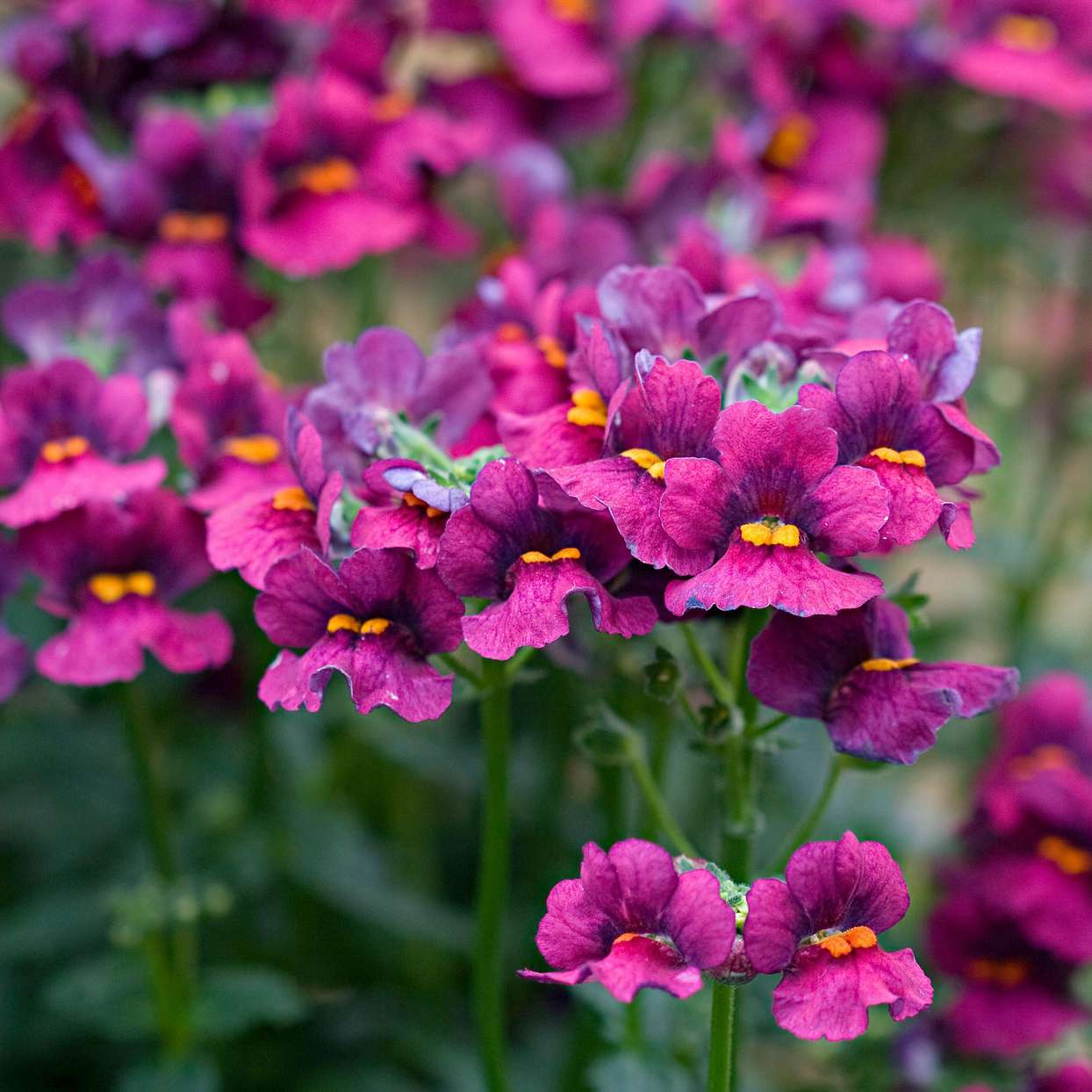 Nemesia 'Amaze' (Nemesia)