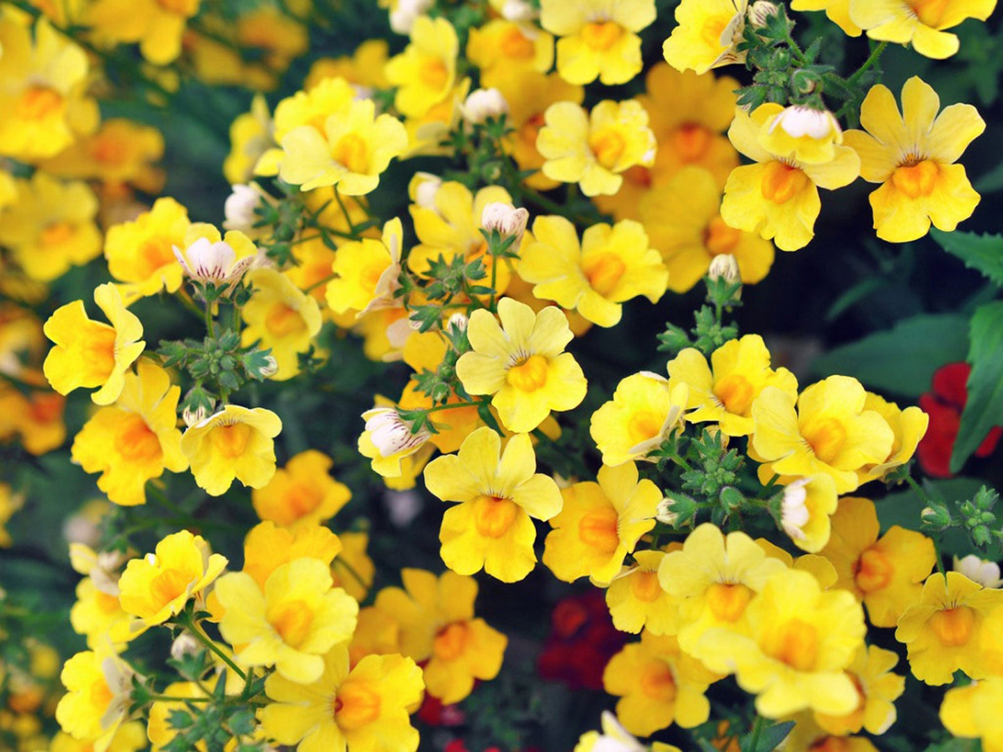 Nemesia 'Amaze' (Nemesia)