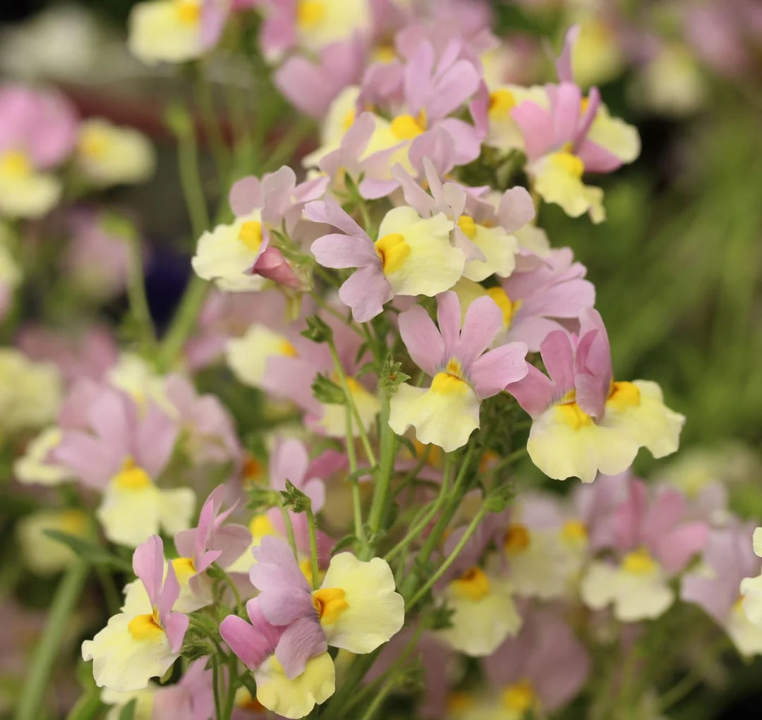 Nemesia 'Amaze' (Nemesia)