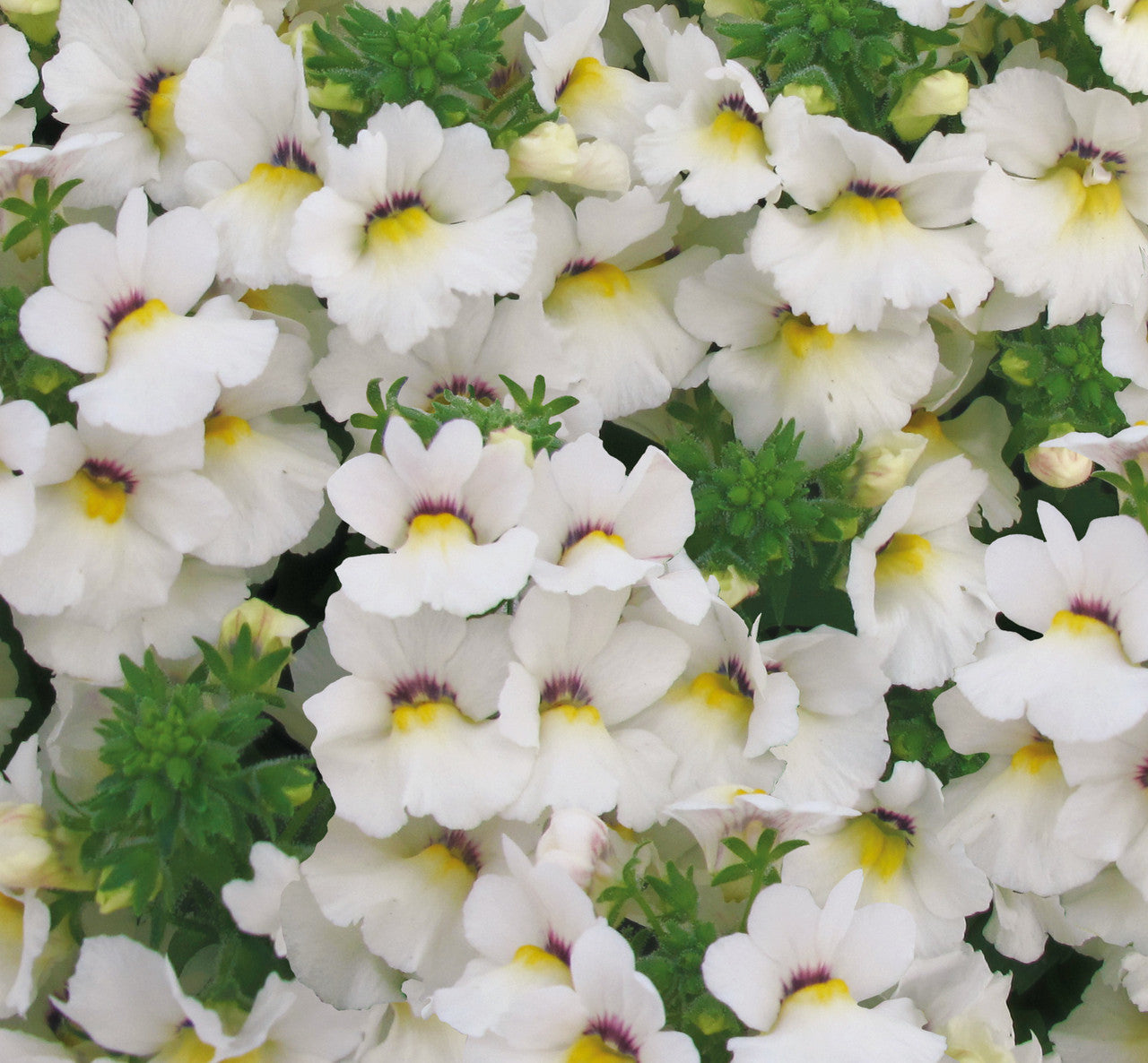 Nemesia Spp. (White Nemesia)