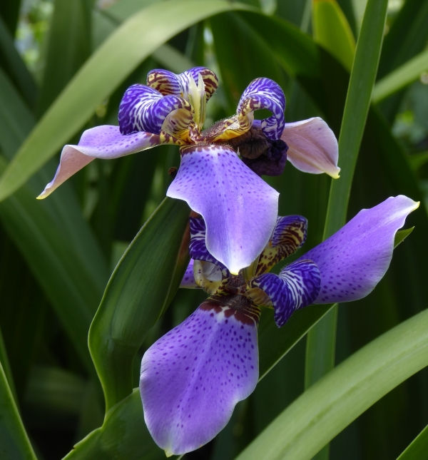 Neomarica caerulea ‘Regina’