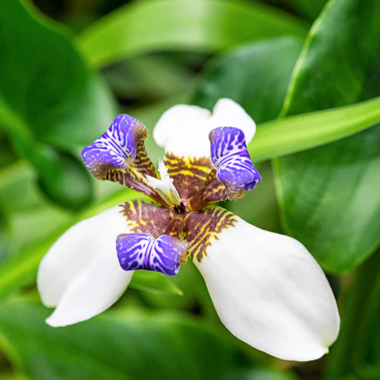 Neomarica Gracilis ‘Bicolor’ (Brazilian Walking Iris)