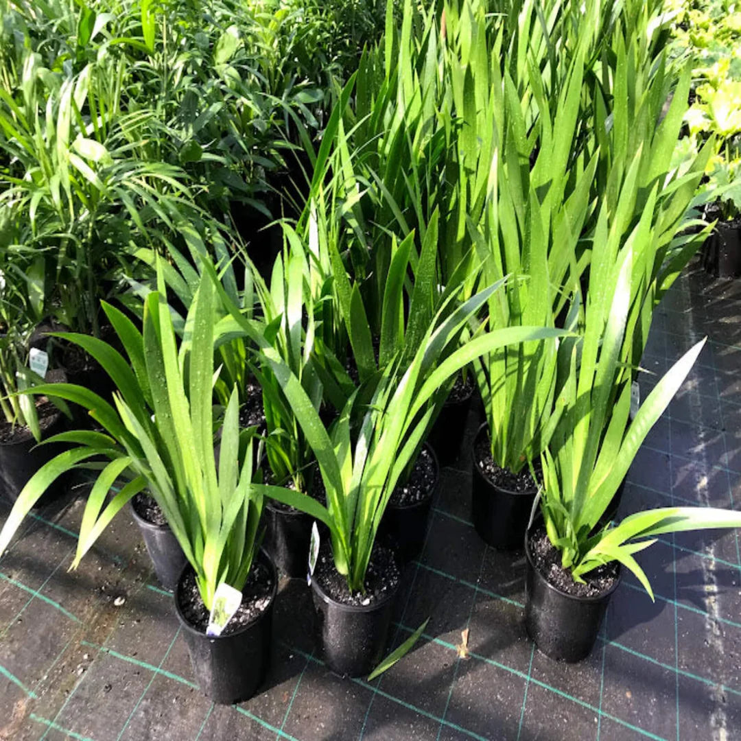Neomarica Gracilis ‘Bicolor’ (Brazilian Walking Iris)