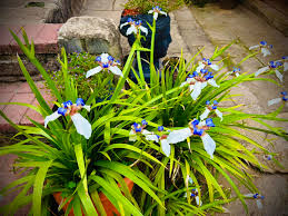 Neomarica Gracilis ‘Bicolor’ (Brazilian Walking Iris)