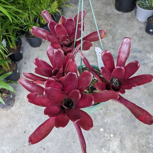Neoregelia 'Fireball' (Fireball Bromeliad) Hanging Basket