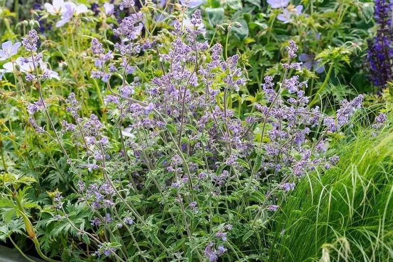 Nepeta Cataria (Catnip)