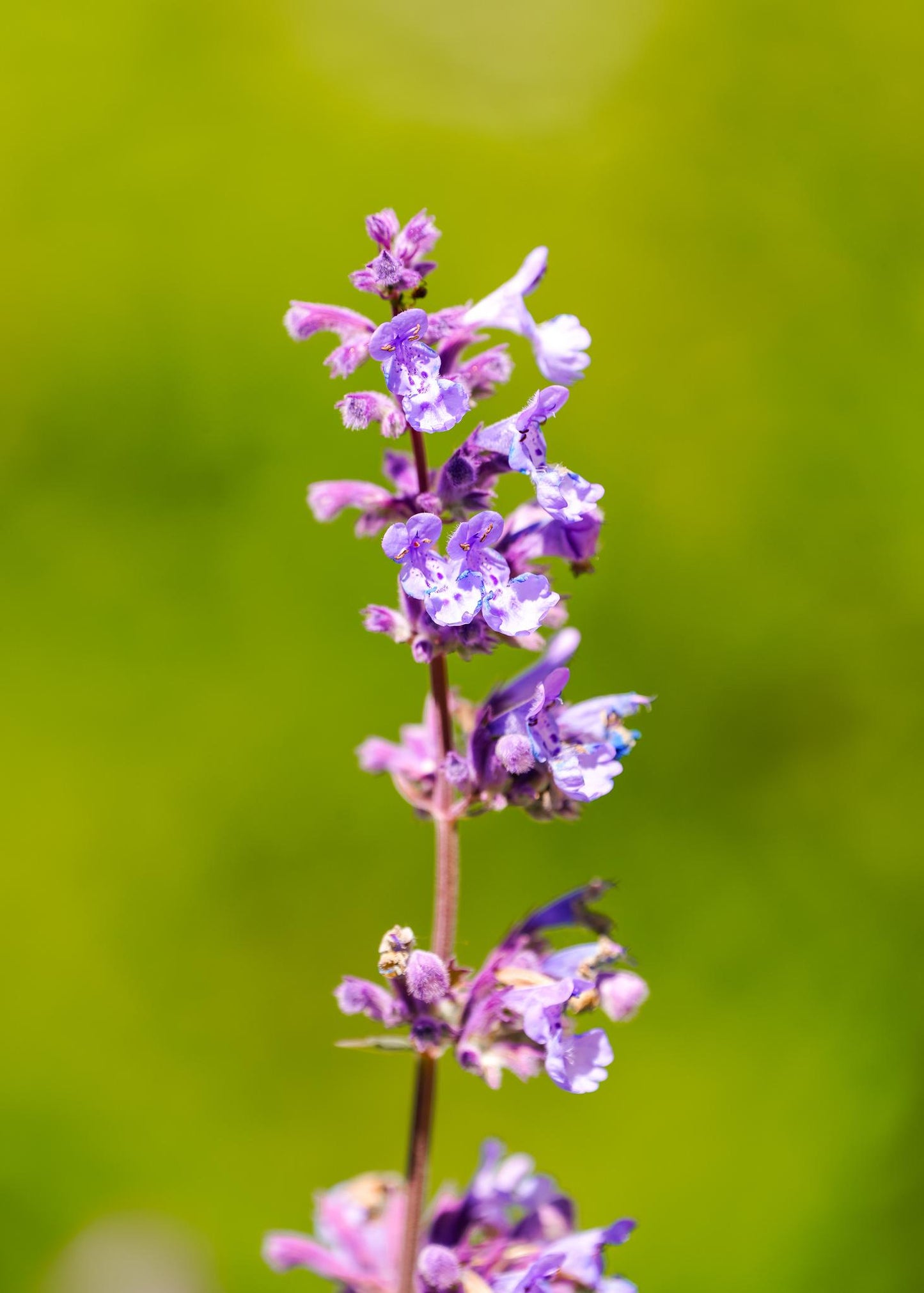 Nepeta Cataria (Catnip)
