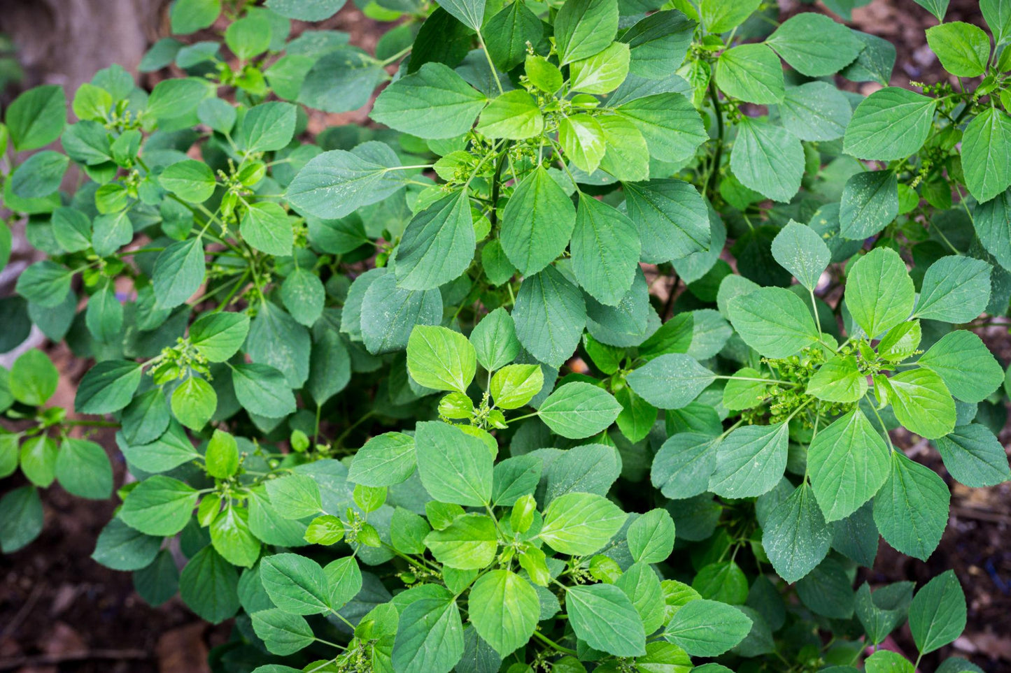 Nepeta Cataria (Catnip)