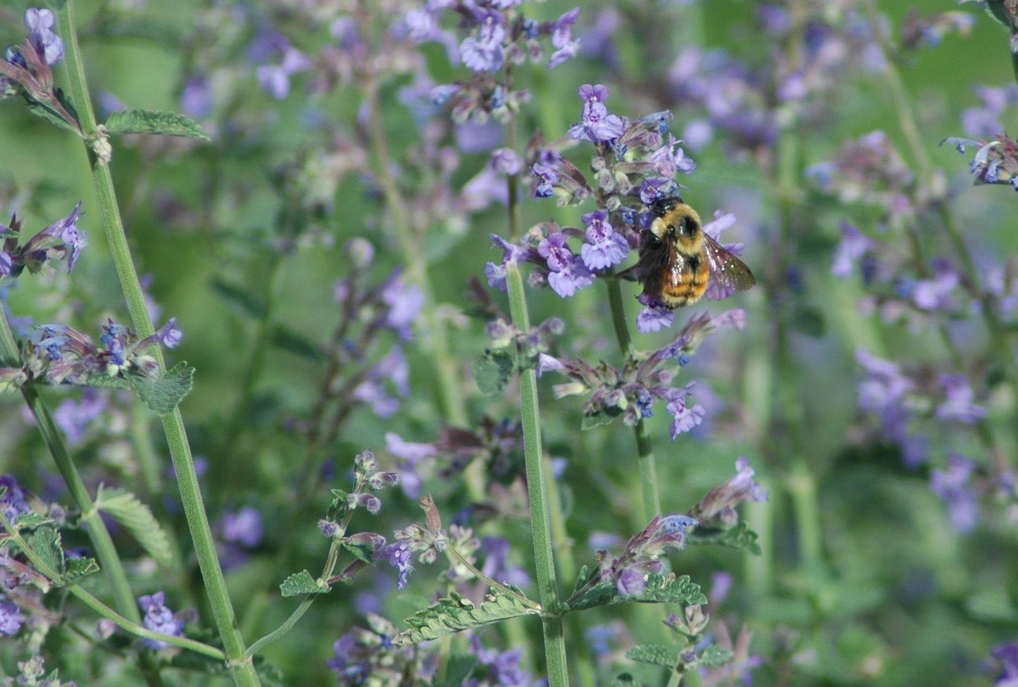 Nepeta Cataria (Catnip)