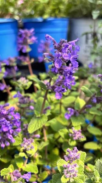 Nepeta 'Nova Blue' (Nova Blue Catmint)