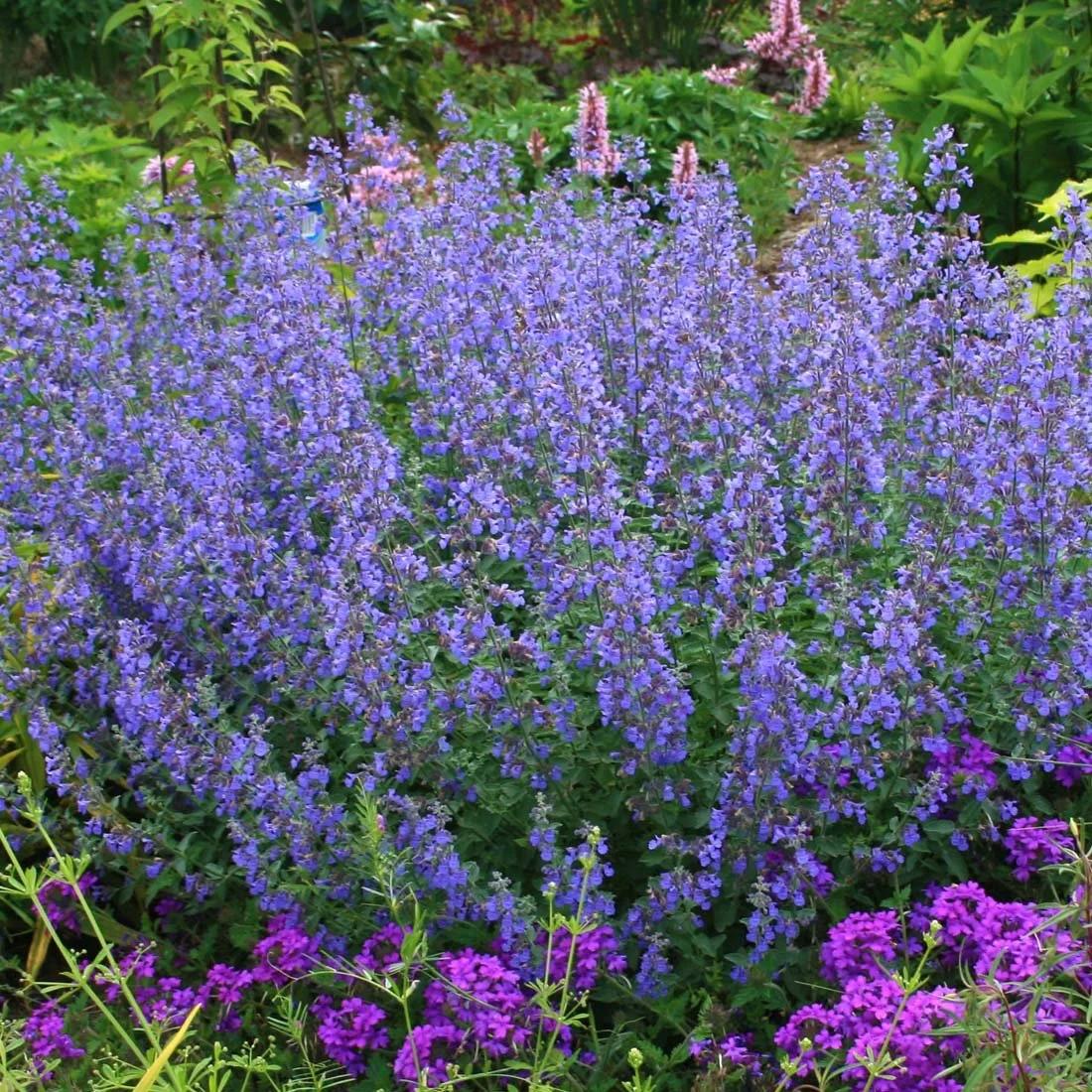 Nepeta 'Nova Blue' (Nova Blue Catmint)