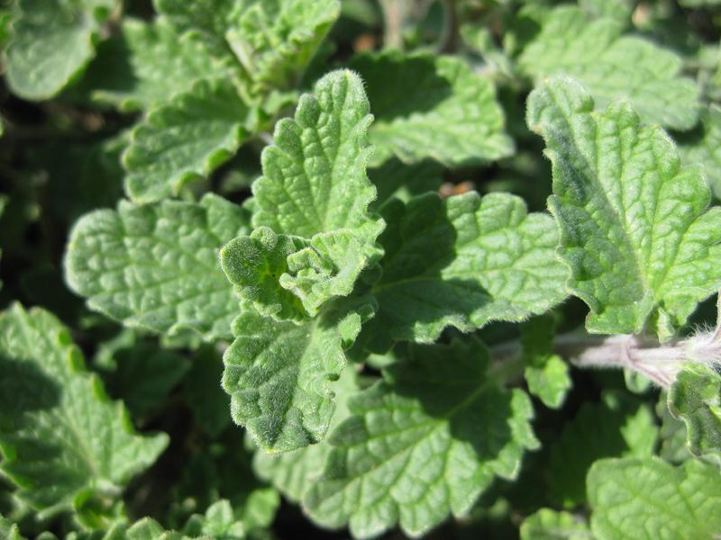 Nepeta 'Nova Blue' (Nova Blue Catmint)
