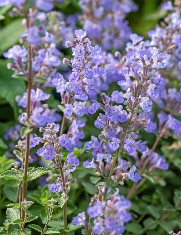 Nepeta × Faassenii ‘Walker’s Blue’ (Walker’s Blue Catmint)