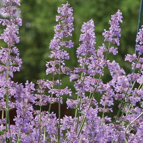Nepeta × Faassenii ‘6 Hills Giant’ (Giant Catmint)