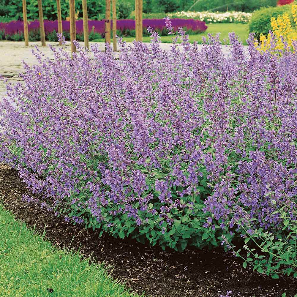 Nepeta × Faassenii ‘6 Hills Giant’ (Giant Catmint)