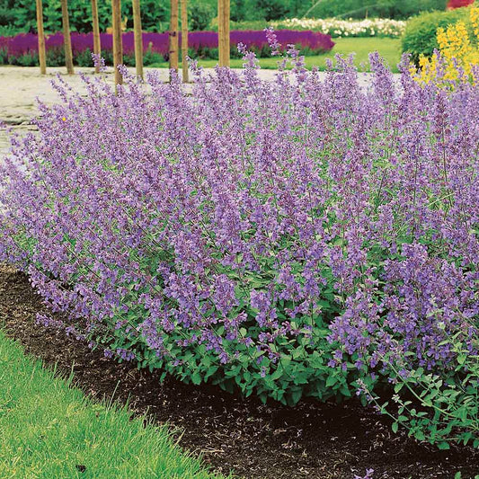 Nepeta × Faassenii ‘6 Hills Giant’ (Giant Catmint)