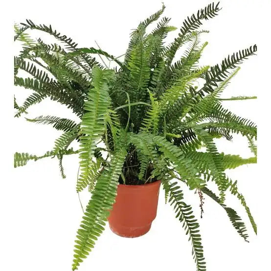 Nephrolepis Exaltata (Boston Fern)
