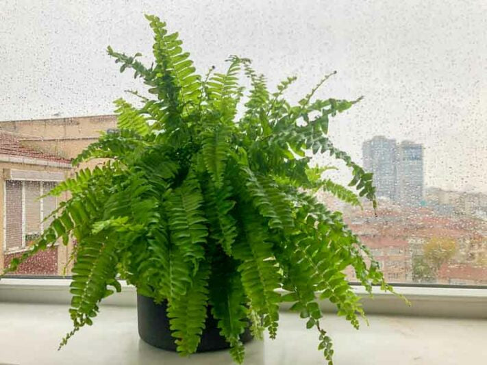 Nephrolepis Exaltata (Boston Fern)