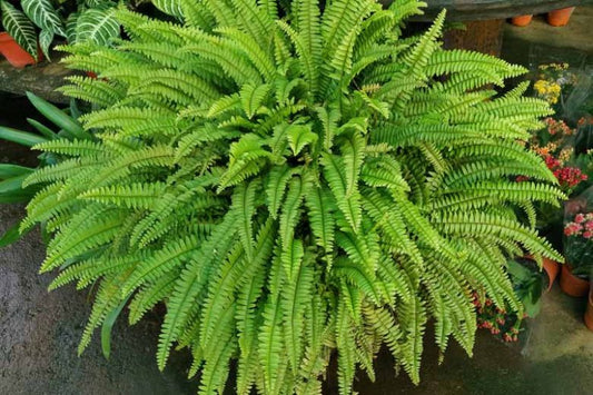 Nephrolepis Exaltata (Boston Fern)