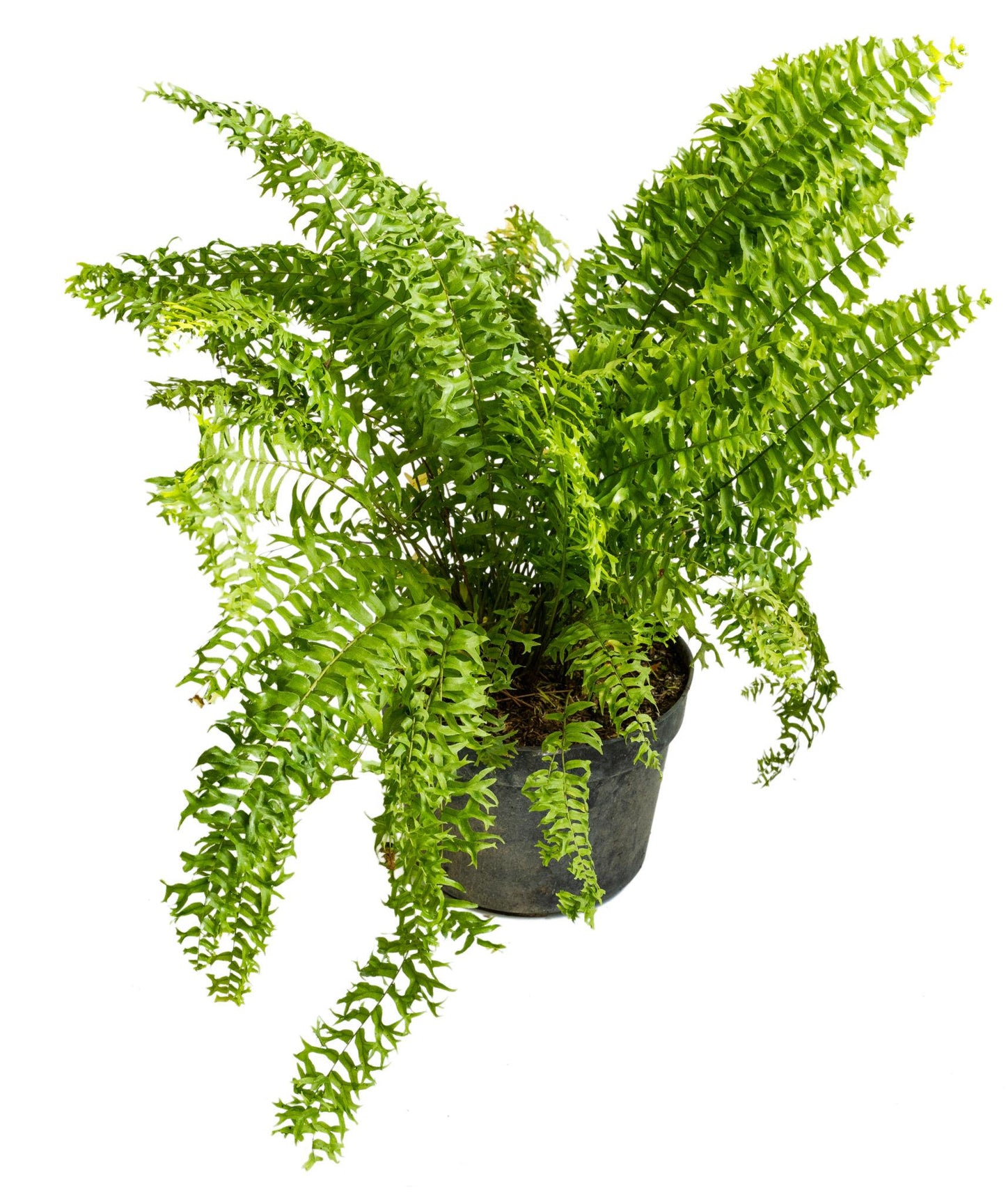 Nephrolepis Exaltata ‘Emina’ (Emina Boston Fern)
