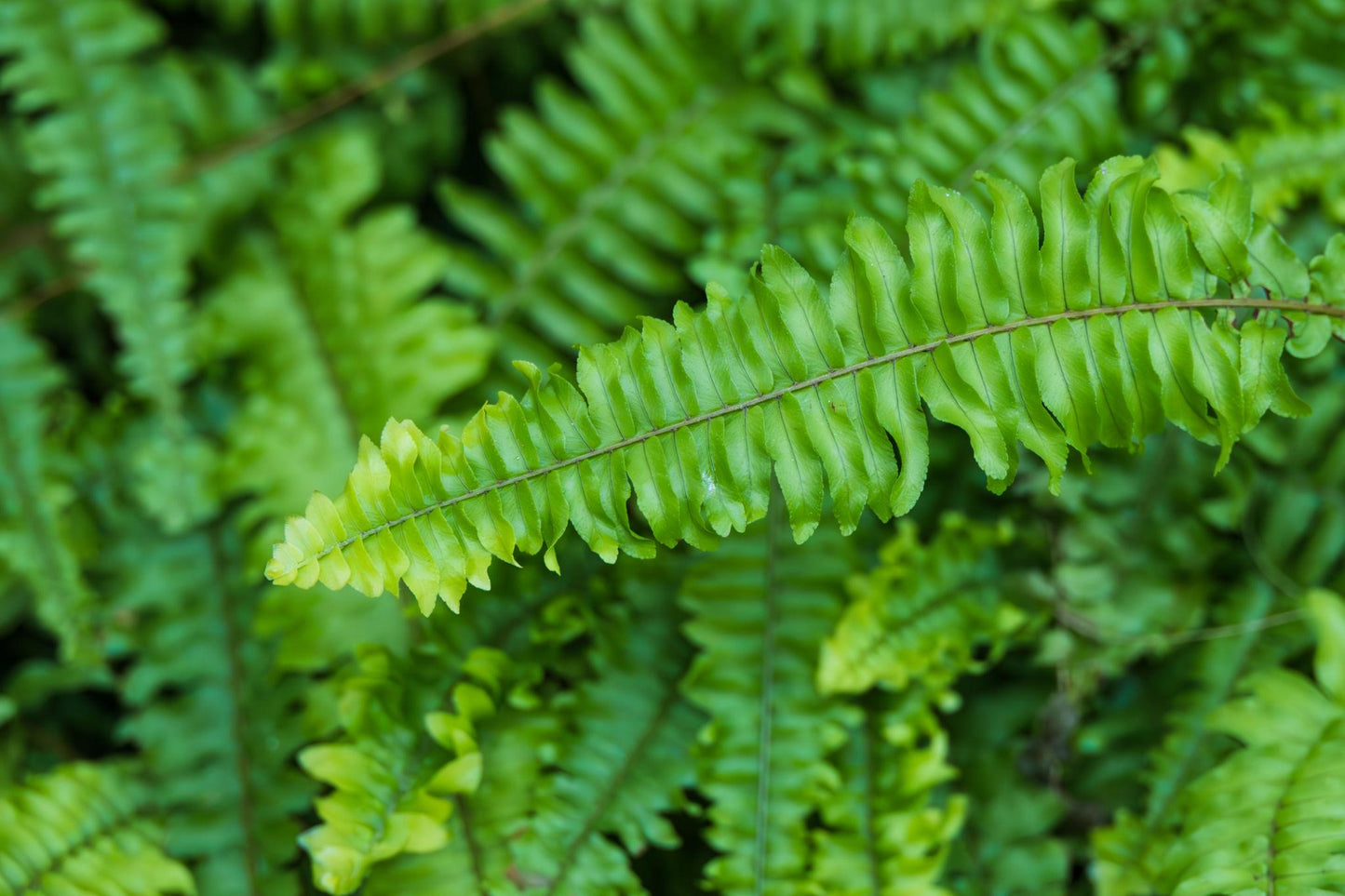 Nephrolepis Exaltata ‘Emina’ (Emina Boston Fern)