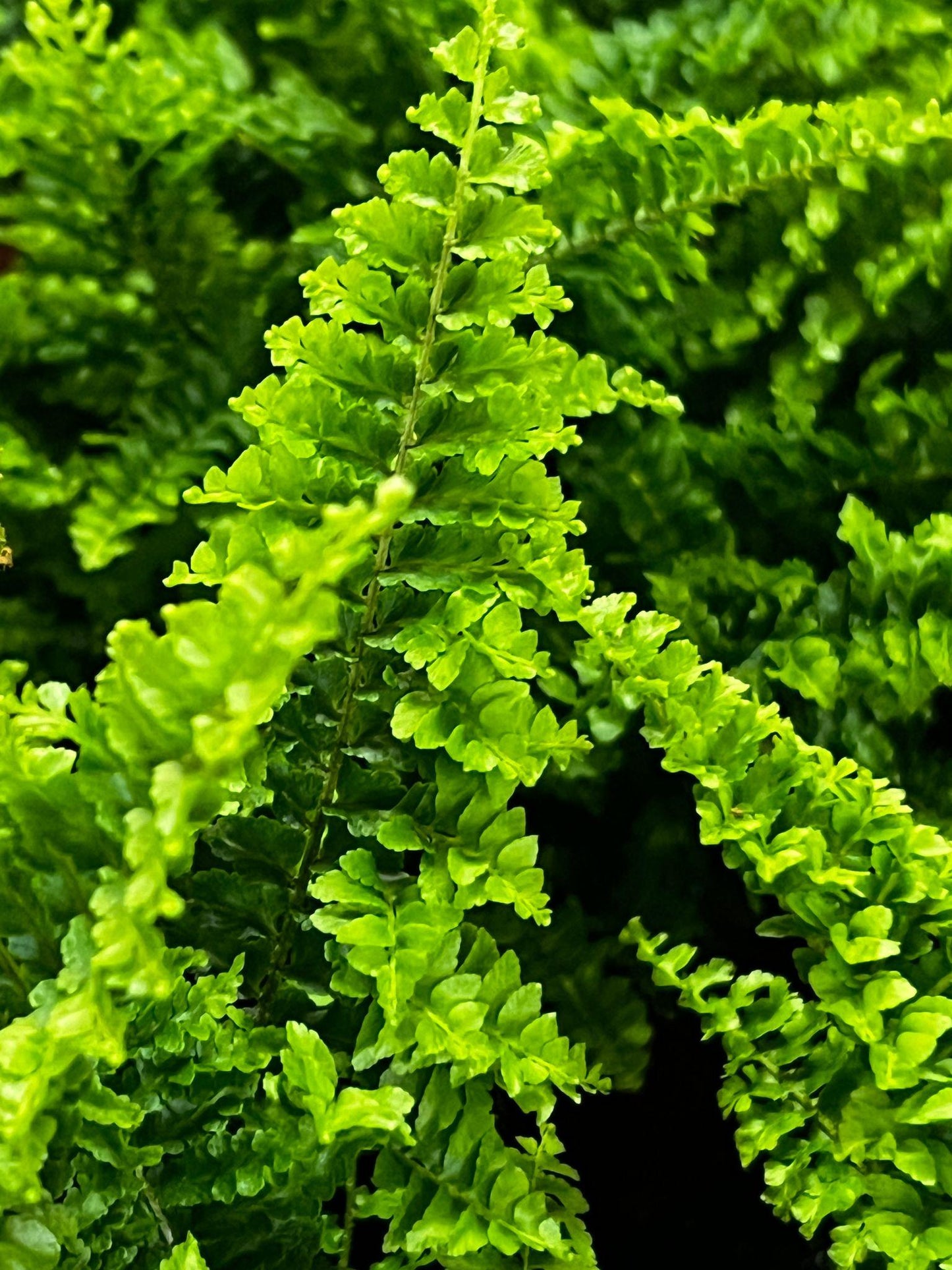 Nephrolepis Exaltata ‘Emina’ (Emina Boston Fern)