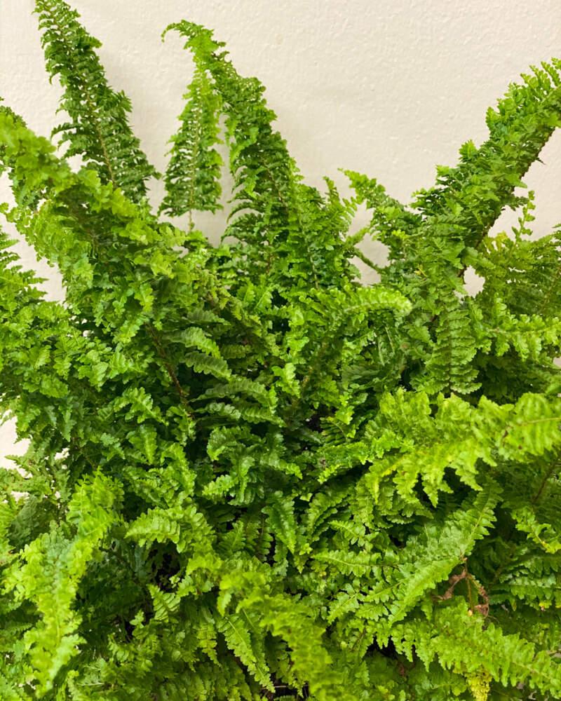Nephrolepis Exaltata ‘Fluffy Ruffles’ (Fluffy Ruffles Boston Fern)