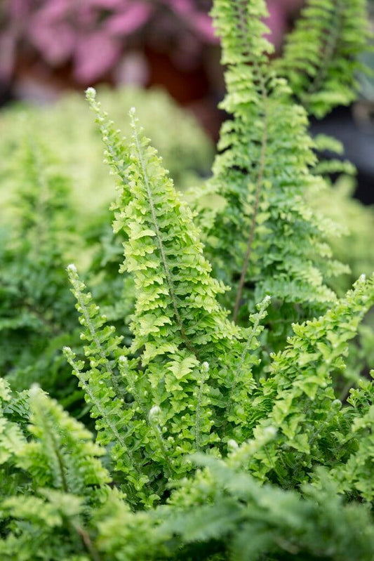 Nephrolepis Exaltata ‘Fluffy Ruffles’ (Fluffy Ruffles Boston Fern)
