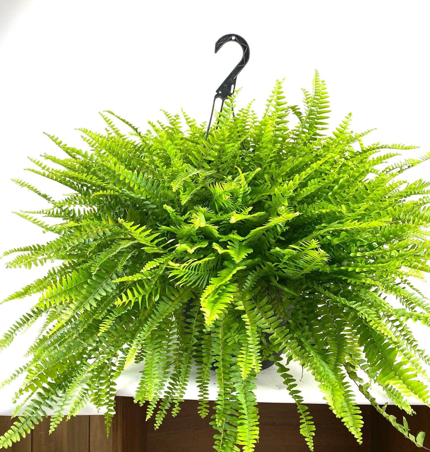 Nephrolepis Exaltata 'Montana' (Montana Boston Fern) | Hanging Basket