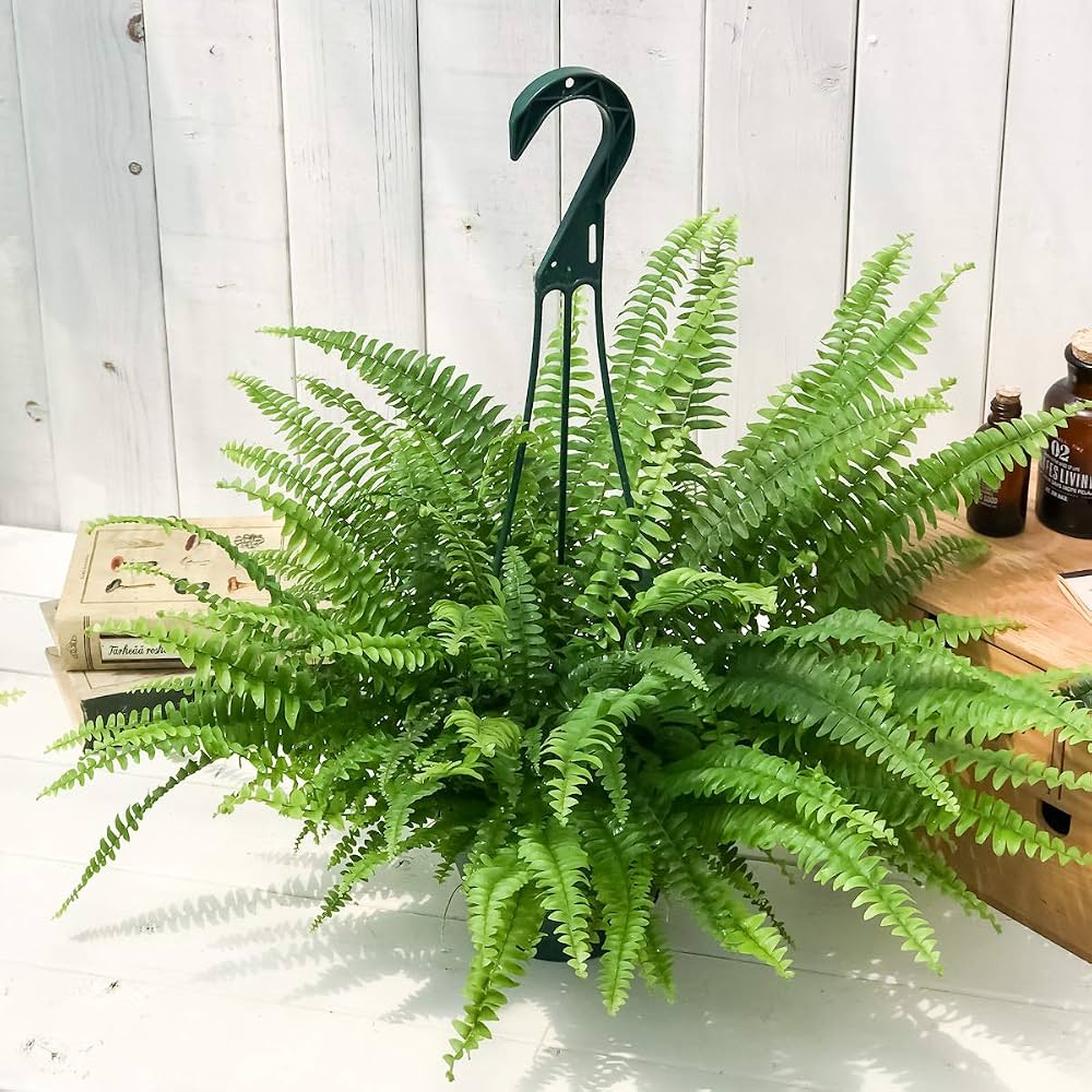 Nephrolepis Exaltata 'Montana' (Montana Boston Fern) Hanging Basket