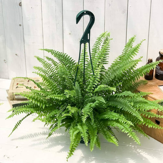 Nephrolepis Exaltata 'Montana' (Montana Boston Fern) Hanging Basket