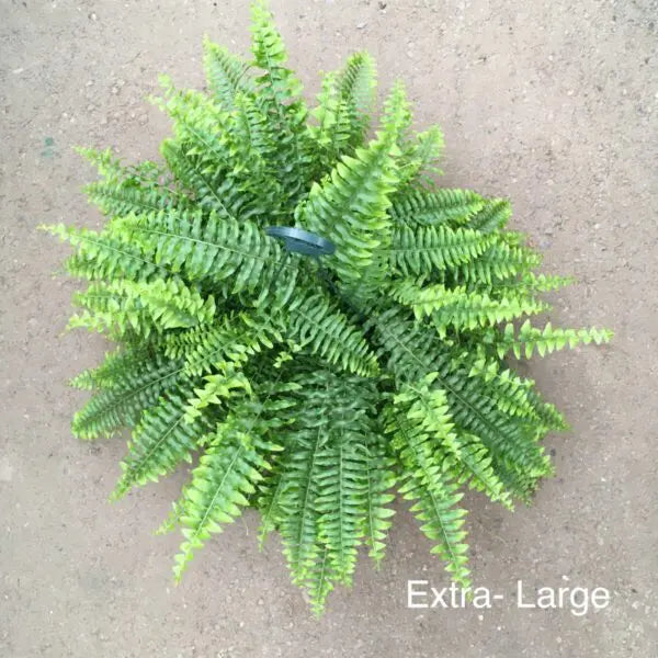Nephrolepis Exaltata 'Montana' (Montana Boston Fern) Hanging Basket