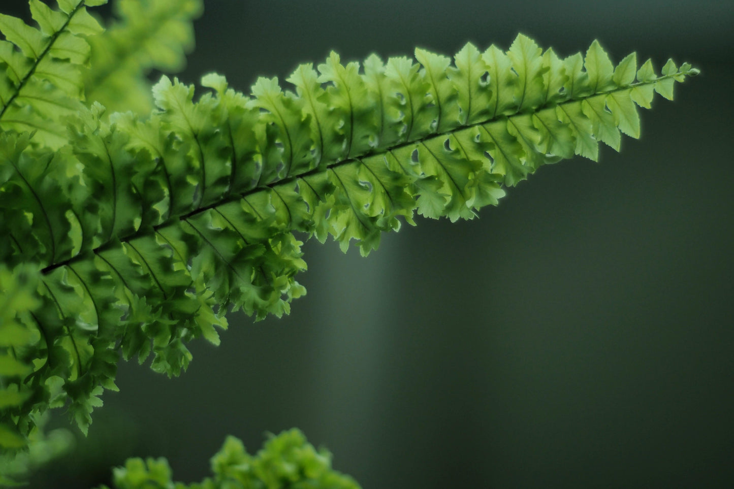 Nephrolepis Exaltata 'Montana' (Montana Boston Fern) | Hanging Basket