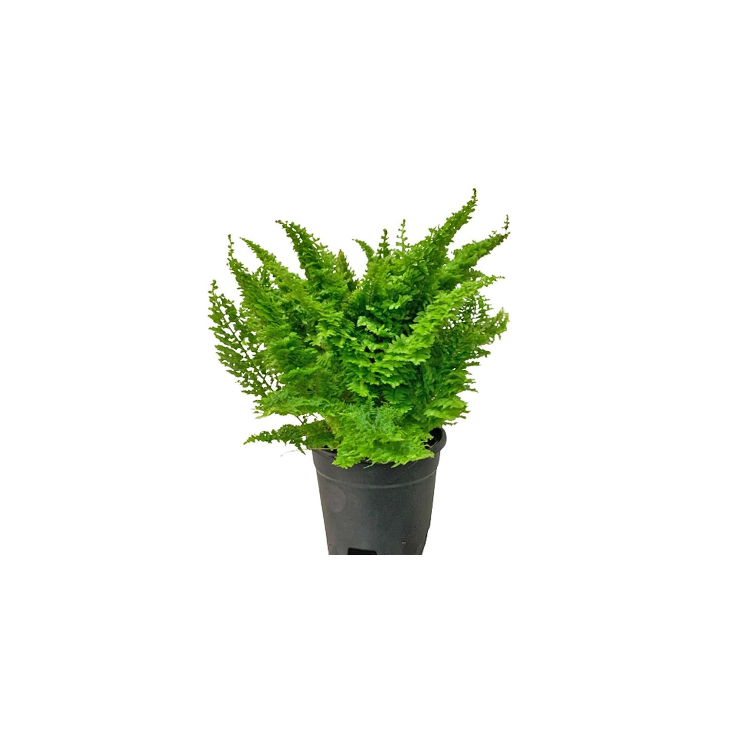 Nephrolepis Exaltata ‘Smithii Cotton Candy’
