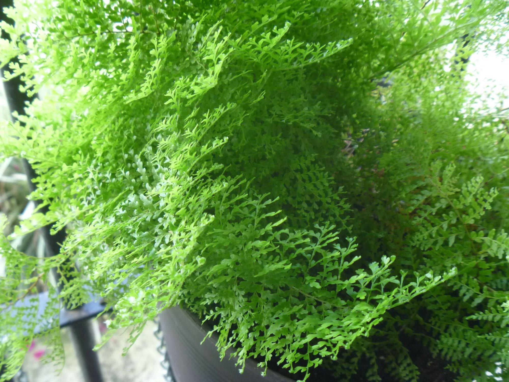 Nephrolepis Exaltata ‘Smithii Cotton Candy’