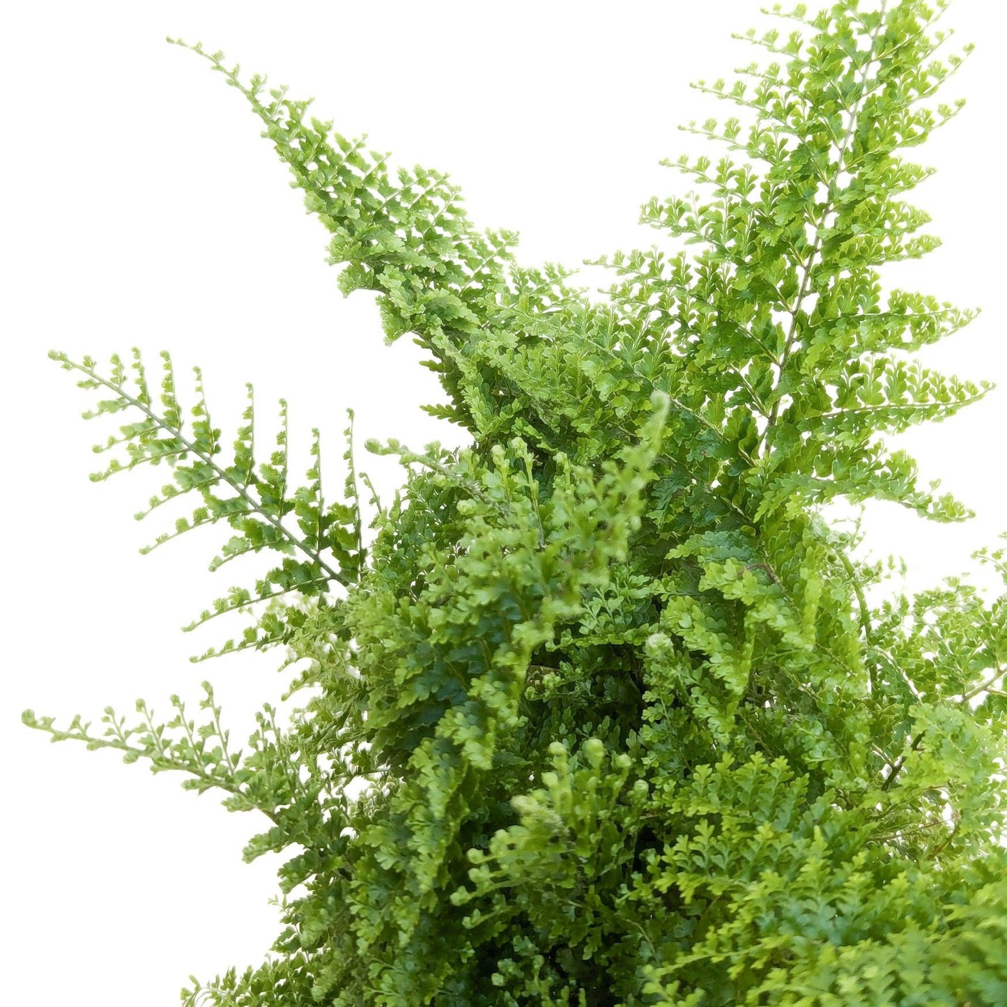 Nephrolepis Exaltata ‘Smithii Cotton Candy’