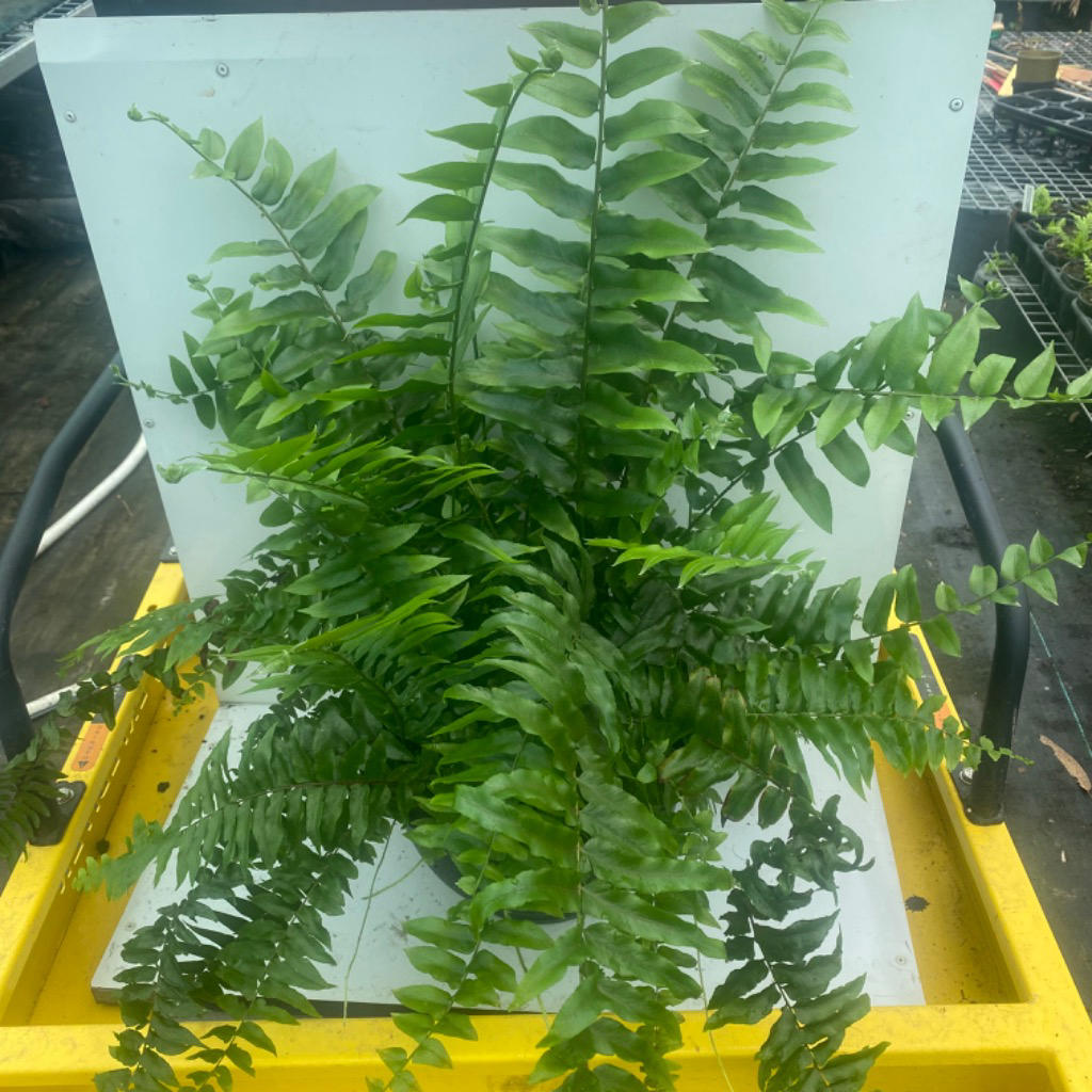 Nephrolepis biserrata ‘Macho’ (Boston Fern Macho Hanging Basket)