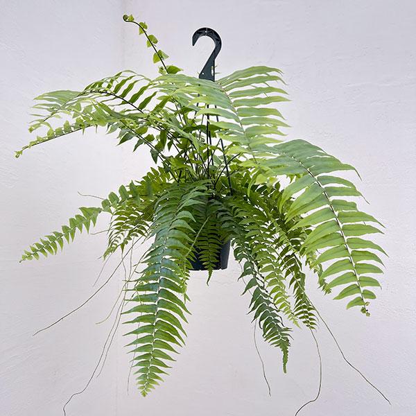 Nephrolepis biserrata ‘Macho’ (Boston Fern Macho Hanging Basket)