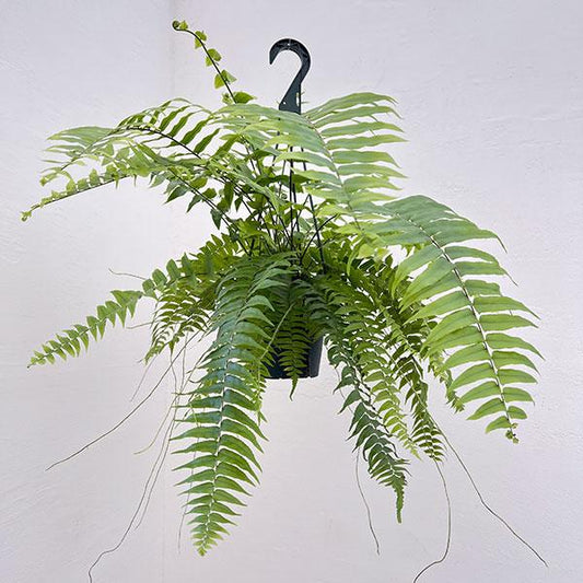 Nephrolepis biserrata ‘Macho’ (Boston Fern Macho Hanging Basket)