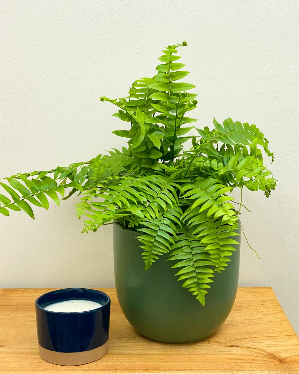 Nephrolepis biserrata ‘Macho’ (Boston Fern Macho Hanging Basket)