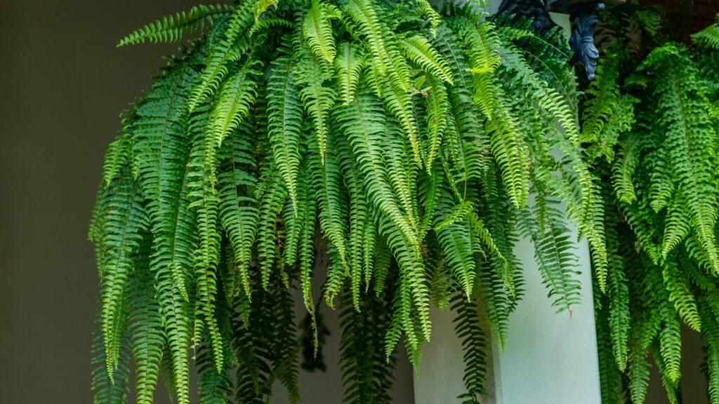 Nephrolepis biserrata ‘Macho’ (Boston Fern Macho Hanging Basket)