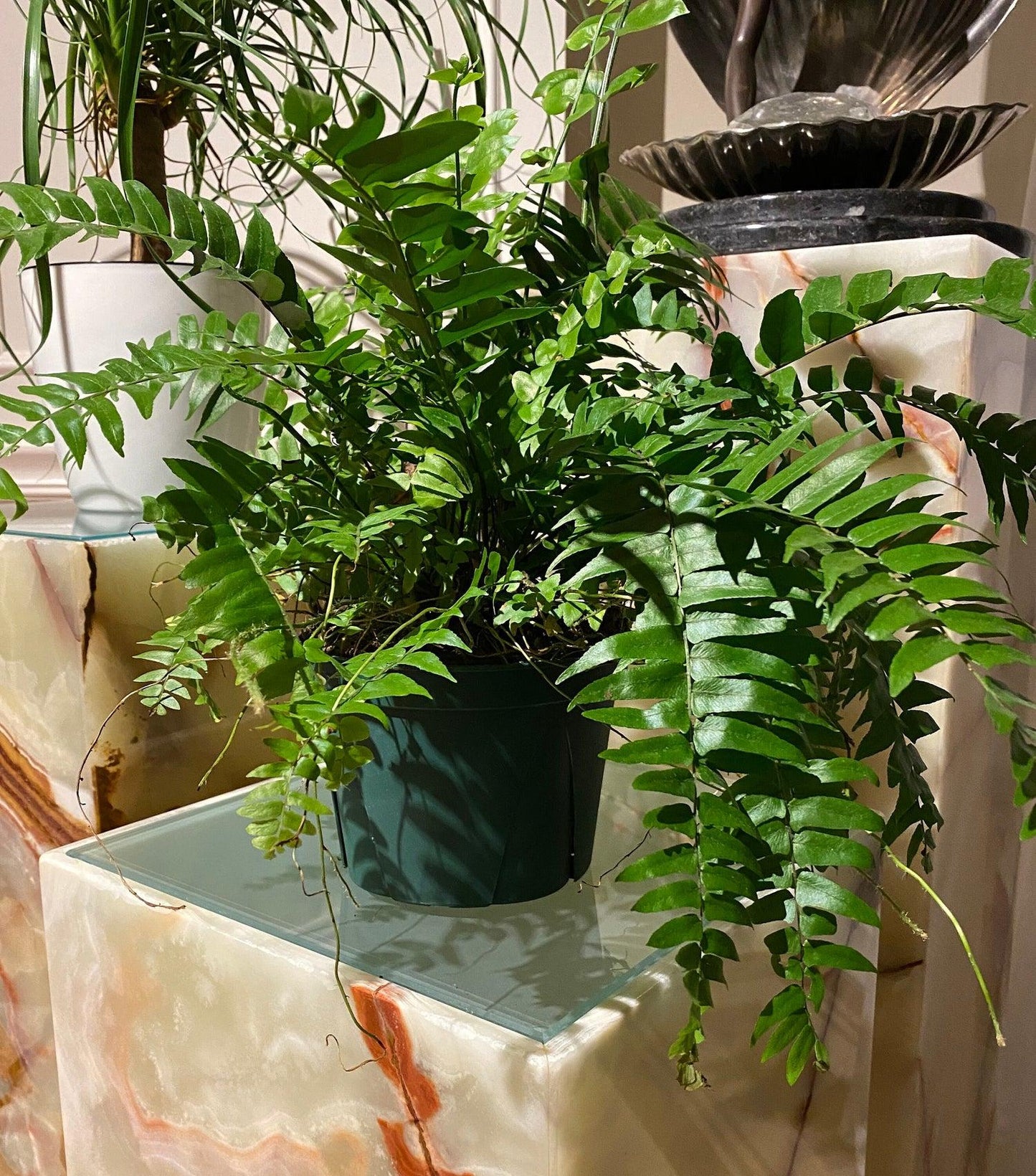 Nephrolepis biserrata ‘Macho’ (Boston Fern Macho Hanging Basket)